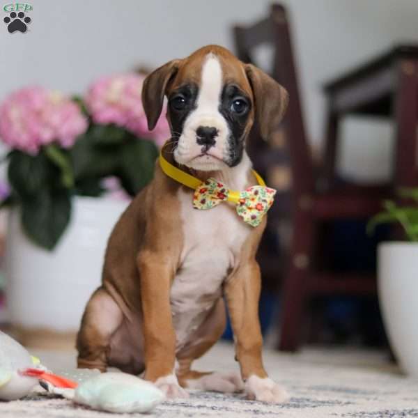 Harlow, Boxer Puppy